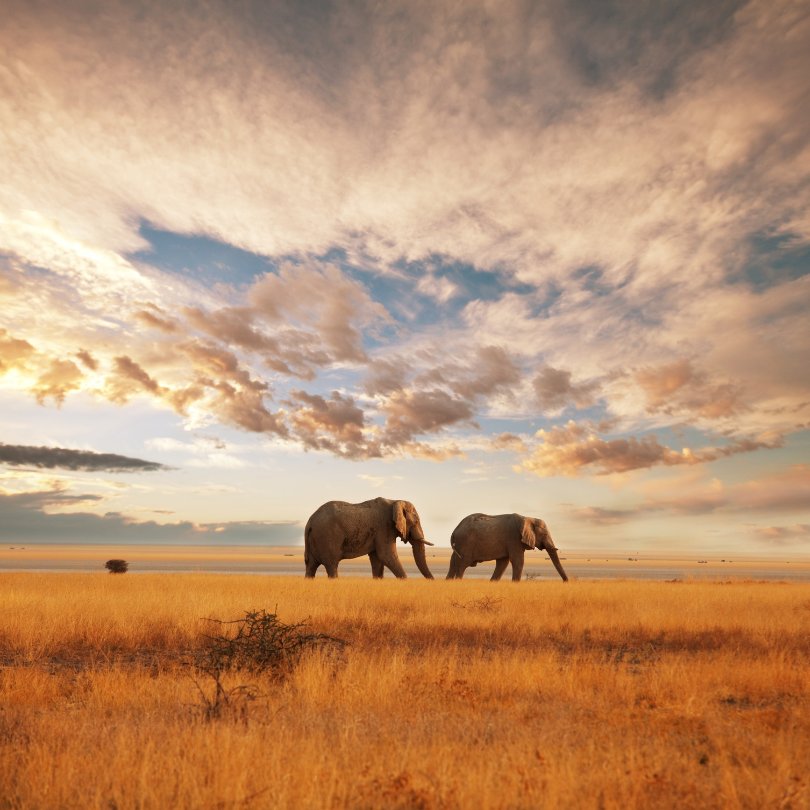 Hwange National Park Zimbabwe safari guide